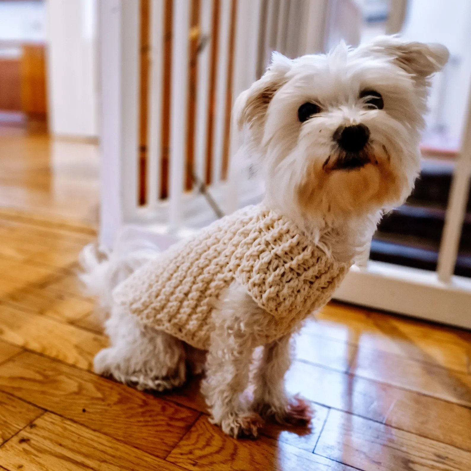 Cream Textured Crochet Dog Sweater Pullover for Small Pets Image 5